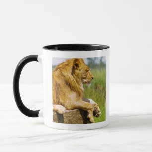 Lion lying on a rock mug