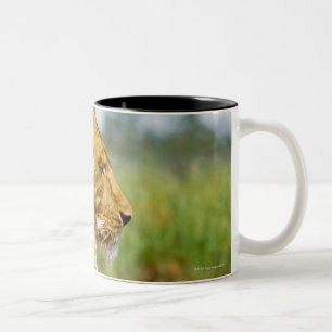 Lion lying on a rock Two-Tone coffee mug