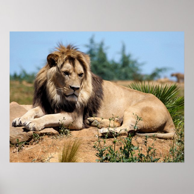 Lion lying on ground  poster (Front)