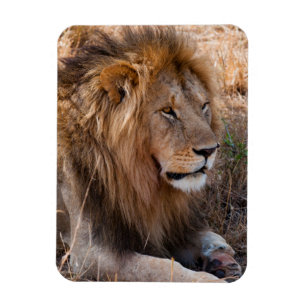 Lion Maasai Mara National Reserve, Kenya Magnet
