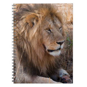 Lion Maasai Mara National Reserve, Kenya Notebook