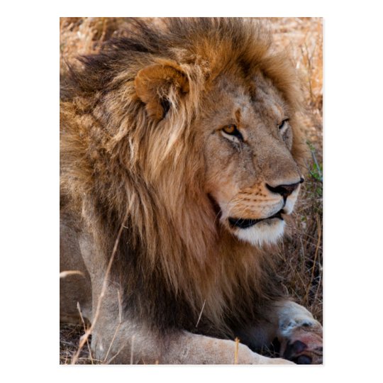 Lion Maasai Mara National Reserve, Kenya Postcard