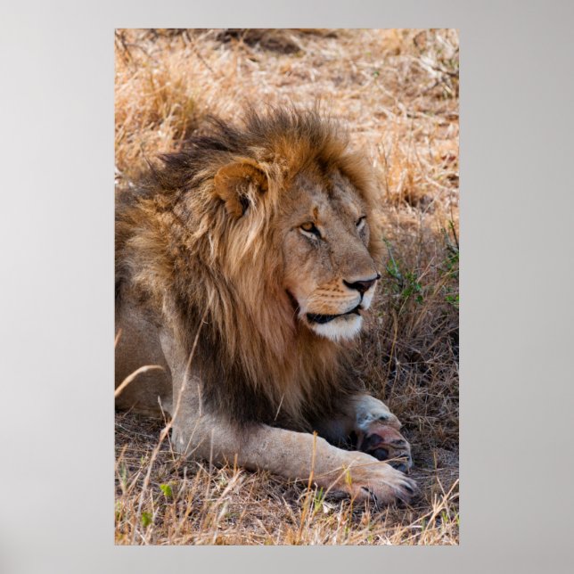 Lion Maasai Mara National Reserve, Kenya Poster (Front)