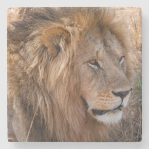 Lion Maasai Mara National Reserve, Kenya Stone Coaster