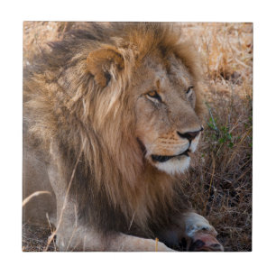Lion Maasai Mara National Reserve, Kenya Tile