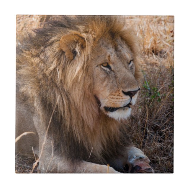 Lion Maasai Mara National Reserve, Kenya Tile (Front)