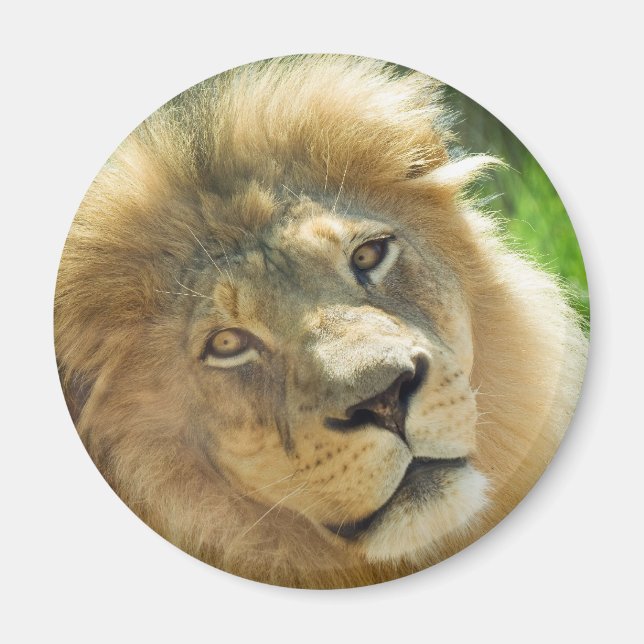 Lion magnet (Front)