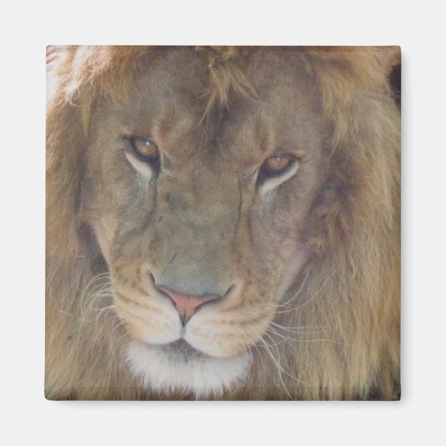 Lion Magnet (Front)