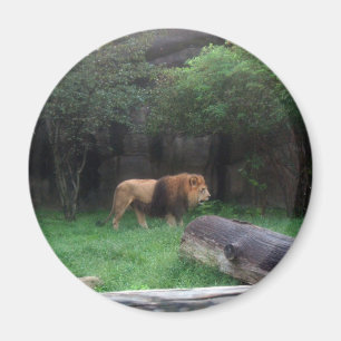 Lion Magnet