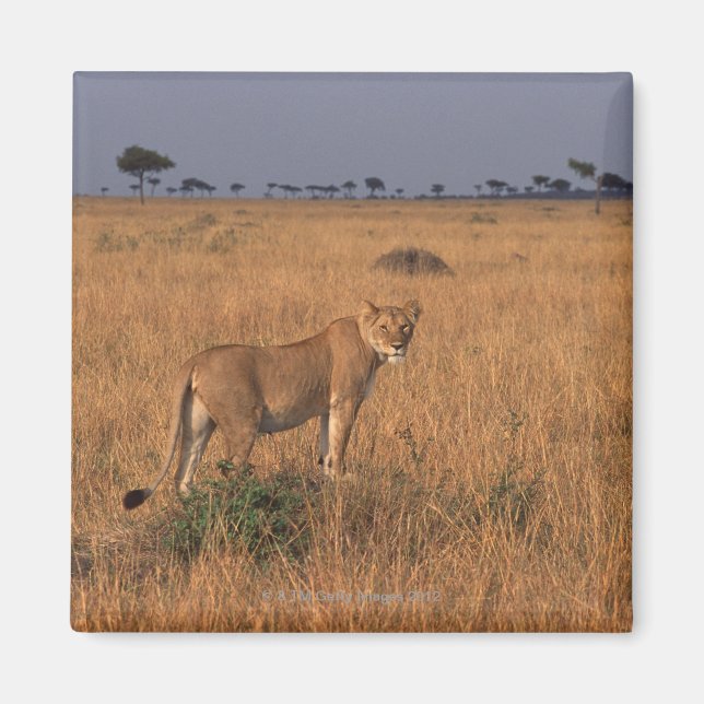Lion Magnet (Front)