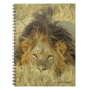 Lion Male Journal