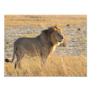 LION MALE PHOTO PRINT