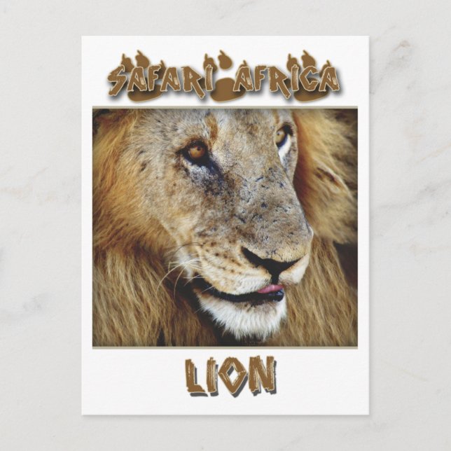 Lion male - wildlife safari postcards (Front)
