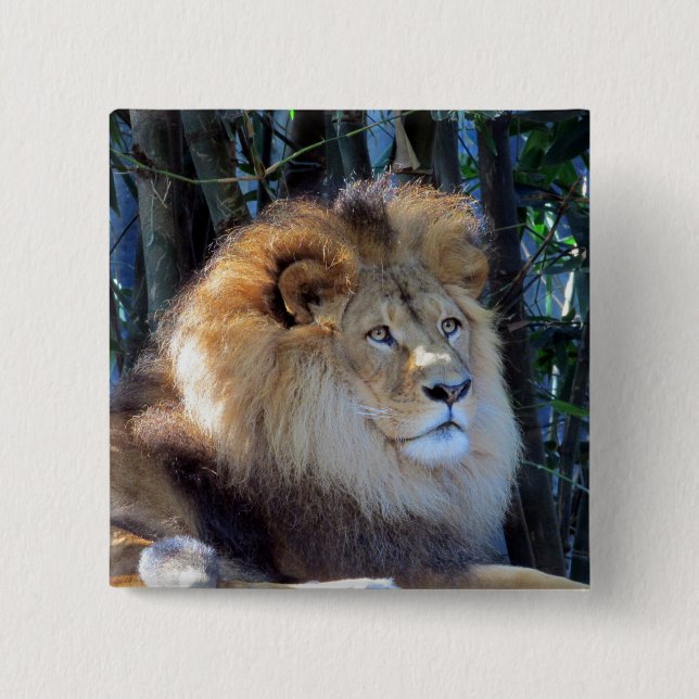 lion mane 15 cm square badge (Front)