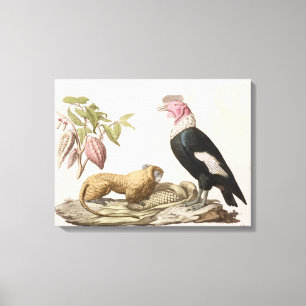 Lion monkey and condor, native to Chile or Ecuador Canvas Print
