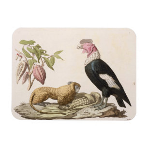 Lion monkey and condor, native to Chile or Ecuador Magnet