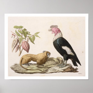 Lion monkey and condor, native to Chile or Ecuador Poster