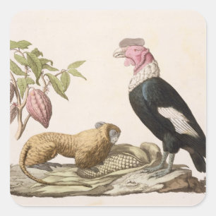 Lion monkey and condor, native to Chile or Ecuador Square Sticker