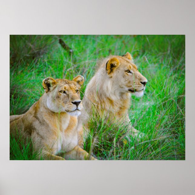 Lion Mother and Son Hanging in Grass in Botswana Poster (Front)