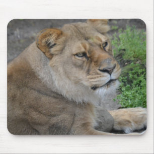 Lion Mouse Mat