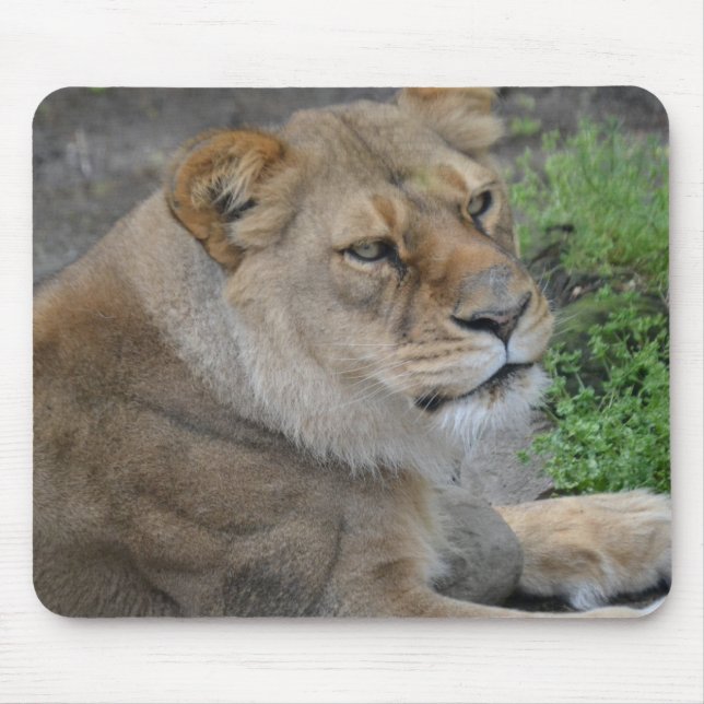 Lion Mouse Mat (Front)