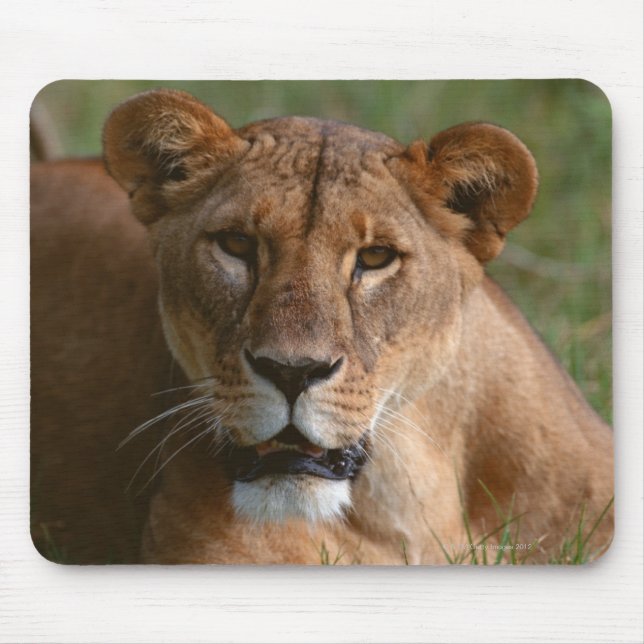 Lion Mouse Mat (Front)