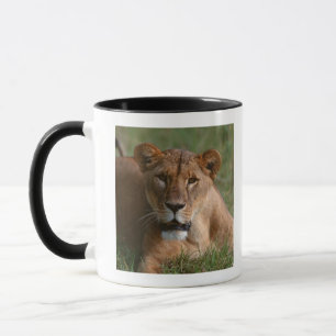 Lion Mug