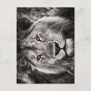 Lion of Judah - Lion - Rastafari - Postcard