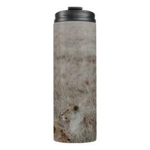 LION ON BROWN GRASS FIELD DURING DAYTIME THERMAL TUMBLER