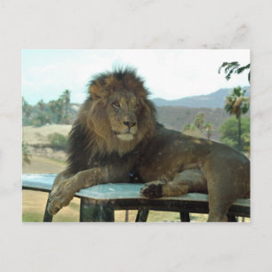 Lion on Car Postcard