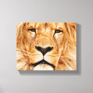 Lion on stretched canvas print