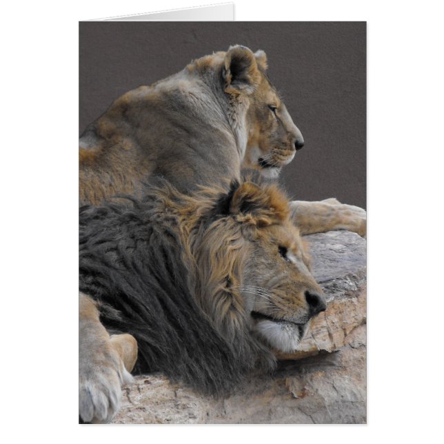 Lion pair (Front)