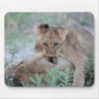 Lion (Panthera leo) cub biting mothers ear,