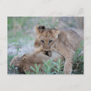 Lion (Panthera leo) cub biting mothers ear, Postcard
