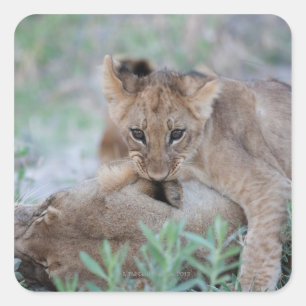 Lion (Panthera leo) cub biting mothers ear, Square Sticker