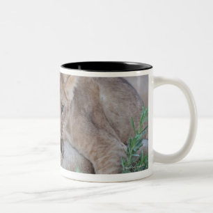 Lion (Panthera leo) cub biting mothers ear, Two-Tone Coffee Mug
