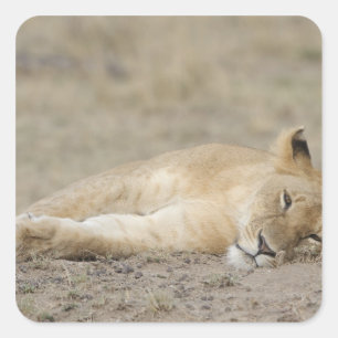 Lion (Panthera leo) cub resting, Masai Mara Game Square Sticker