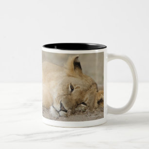 Lion (Panthera leo) cub resting, Masai Mara Game Two-Tone Coffee Mug