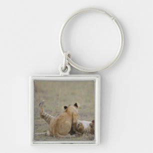 Lion (Panthera leo) cubs playing in grass, Masai Key Ring