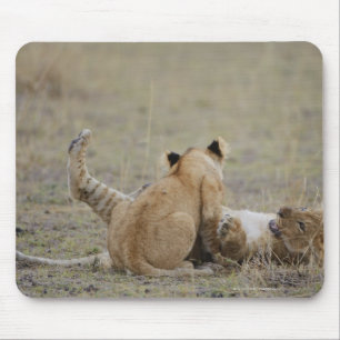 Lion (Panthera leo) cubs playing in grass, Masai Mouse Mat