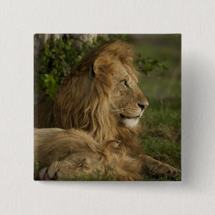 Lion, Panthera leo, Lower Mara, Masai Mara GR, 15 Cm Square Badge
