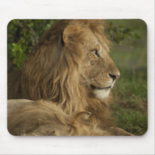 Lion, Panthera leo, Lower Mara, Masai Mara GR, Mouse Mat