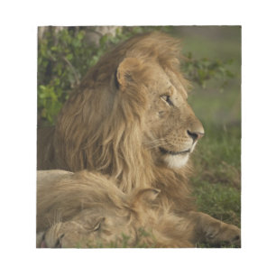 Lion, Panthera leo, Lower Mara, Masai Mara GR, Notepad
