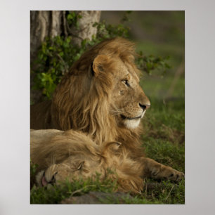 Lion, Panthera leo, Lower Mara, Masai Mara GR, Poster