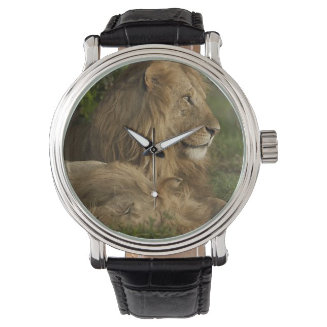 Lion, Panthera leo, Lower Mara, Masai Mara GR, Watch (Front)