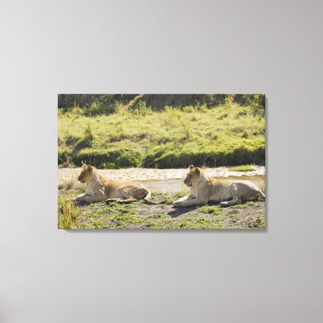 lion (Panthera leo),two young lioness, Masai Canvas Print (Front)