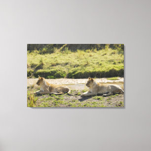 lion (Panthera leo),two young lioness, Masai Canvas Print