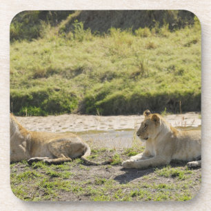 lion (Panthera leo),two young lioness, Masai Coaster
