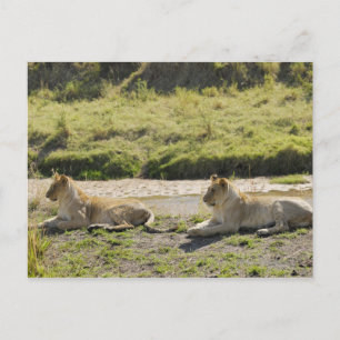 lion (Panthera leo),two young lioness, Masai Postcard