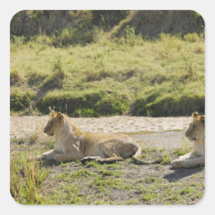 lion (Panthera leo),two young lioness, Masai Square Sticker